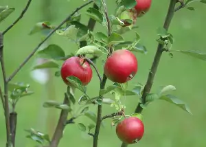 Nejúčinnější Dieta Na Světě