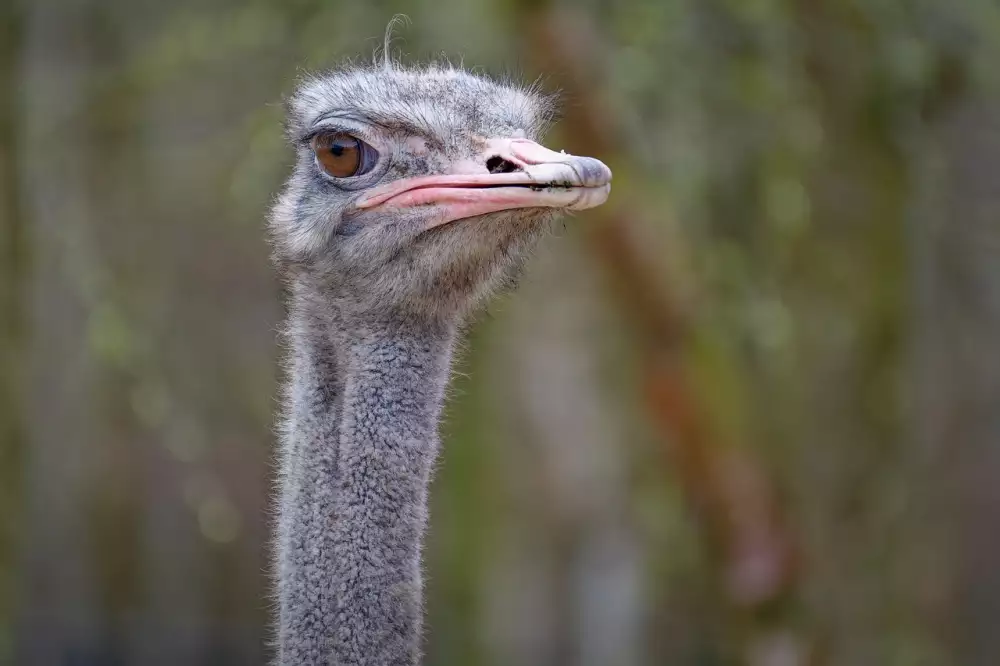 Práce V Zoo Plat