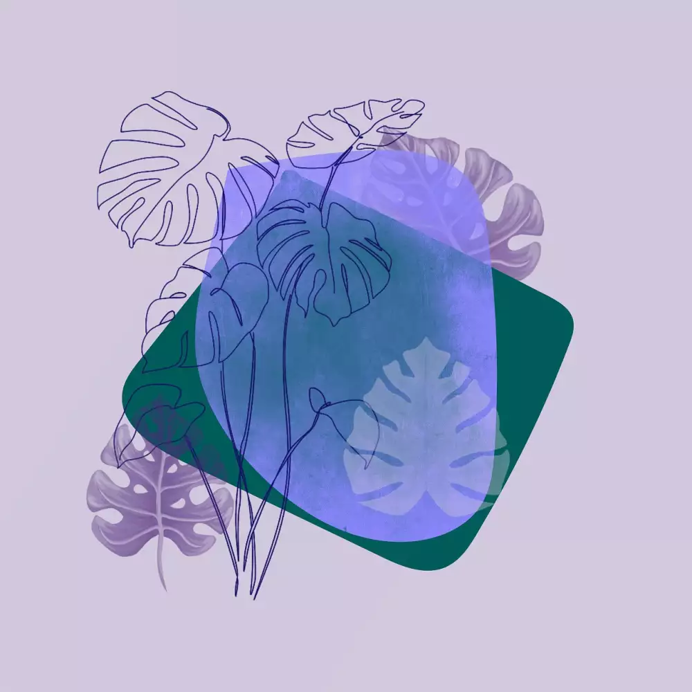 Monstera Kapky Na Listech