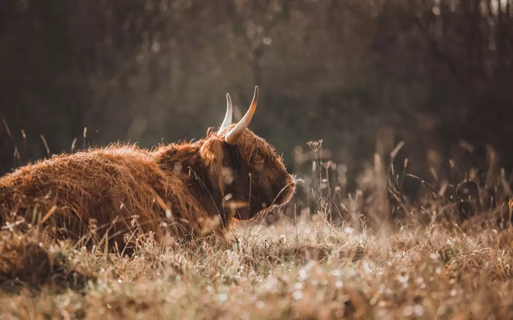 Jak Spárovat Bezdrátová Sluchátka Mezi Sebou